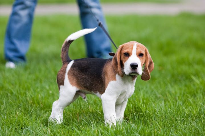 Beagle puppy price & cost range. How much are Beagle puppies for sale?