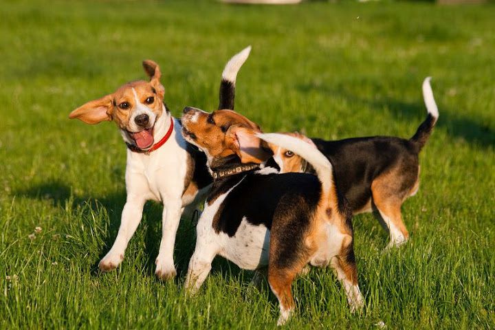 Beagle puppy price & cost range. How much are Beagle puppies for sale?