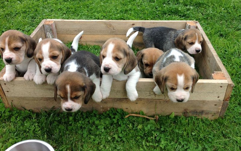 Beagle puppy price range. How much are Beagle puppies? 