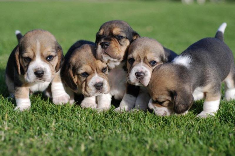 Beagle puppy price & cost range. How much are Beagle puppies for sale?