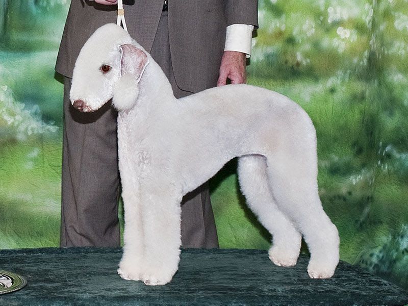 how much does a bedlington terrier puppy cost