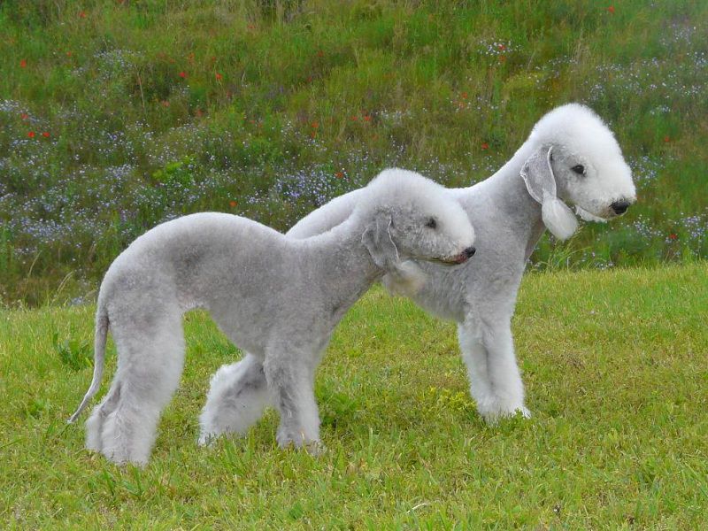 how much does a bedlington terrier puppy cost