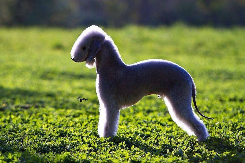 Bedlington Terrier price & cost. Bedlington puppies for sale price range