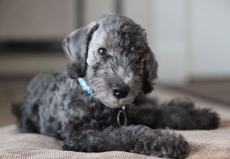 Bedlington Terrier price & cost. Bedlington puppies for sale price range