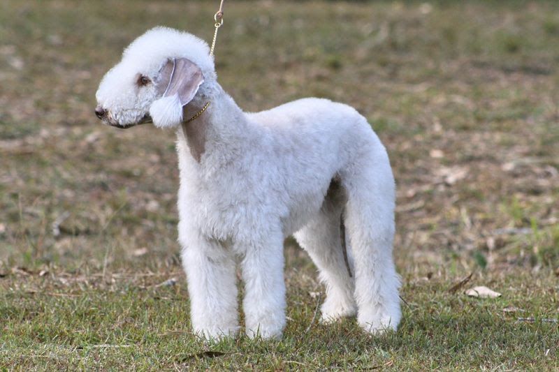Bedlington Terrier price & cost. Bedlington puppies for sale price range