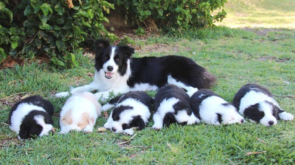 Bellaclan Border Collies - Border Collie Breeder in Ontario, Canada