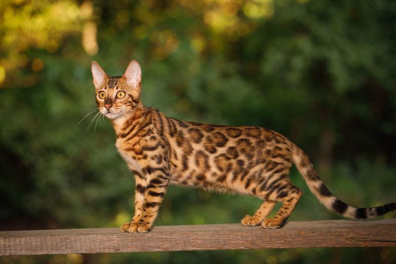 Bengal cat price range. Bengal cat for sale cost. Best Bengal breeders