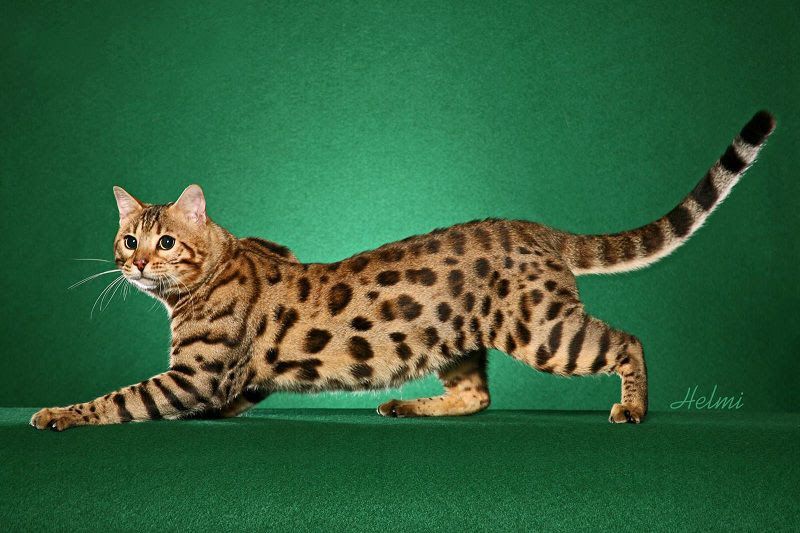 Bengal cat price range. Bengal cat for sale cost. Best Bengal breeders