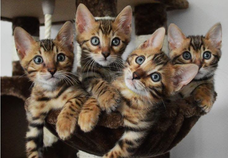 Bengal cat price range. Bengal cat for sale cost. Best Bengal breeders