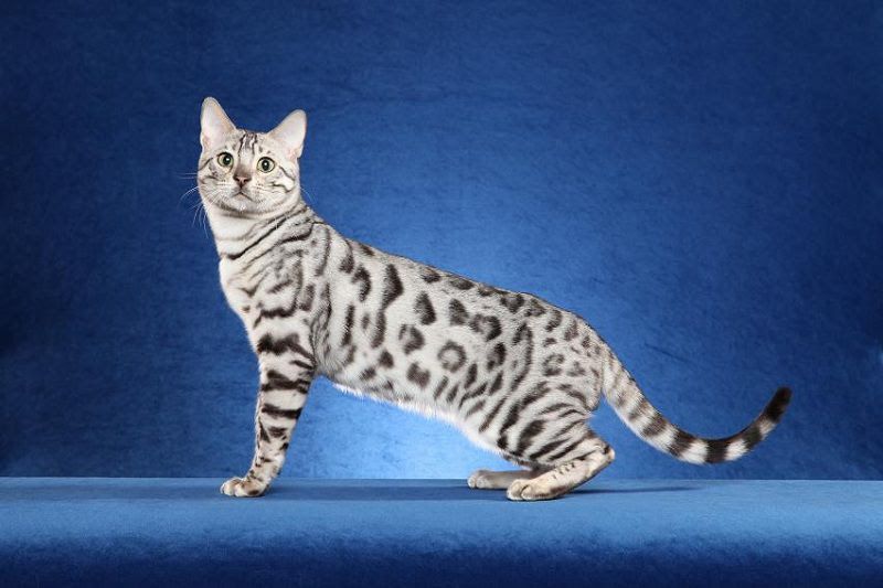 Bengal cat price range. Bengal cat for sale cost. Best Bengal breeders