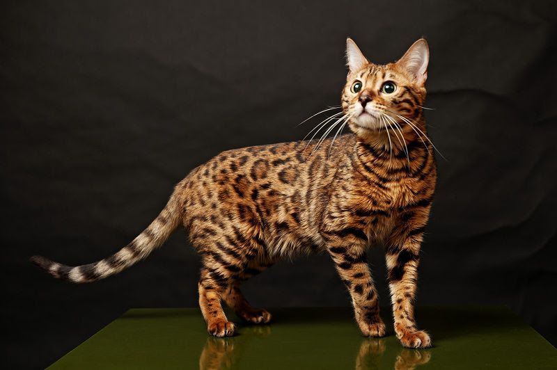 Bengal cat price range. Bengal cat for sale cost. Best Bengal breeders