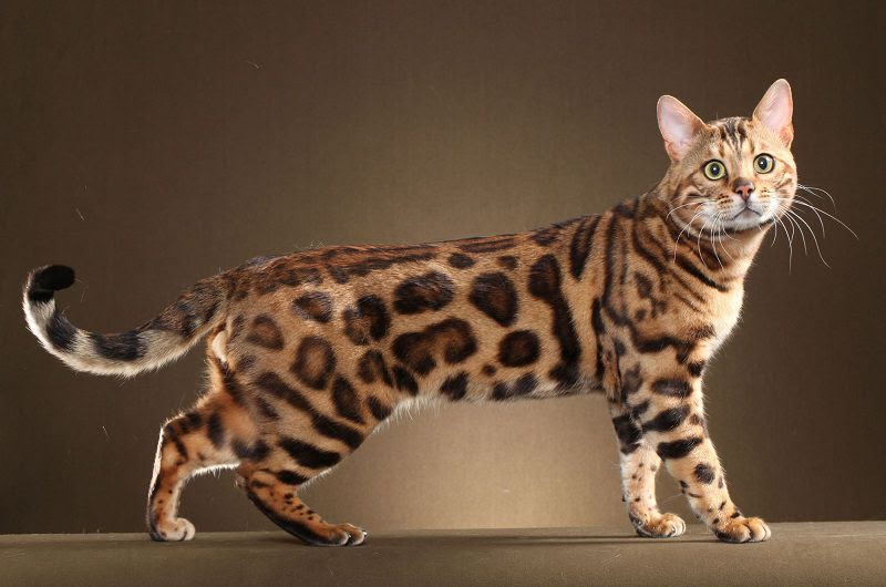 Bengal cat price range. Bengal cat cost. Where to buy Bengal Kittens?