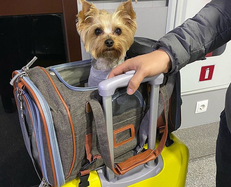 Best Airline Approved Pet Carriers in Cabin for Dog and Cat Reviews