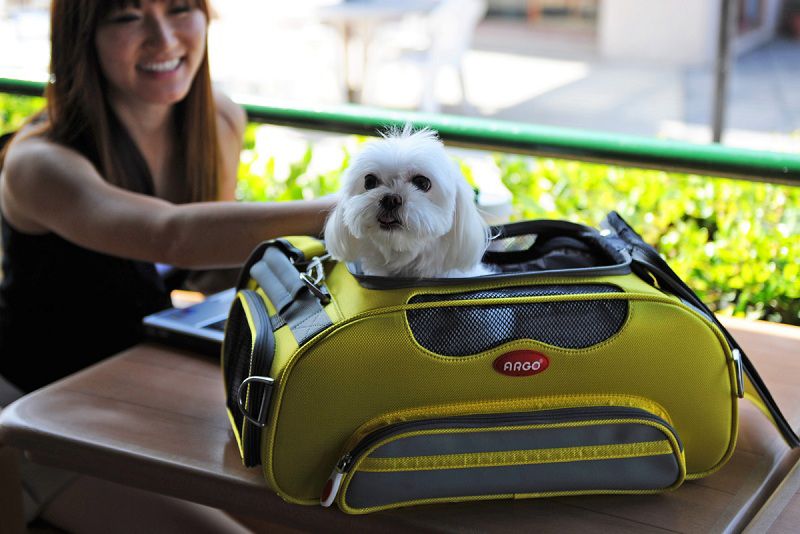 Best Airline Approved Pet Carriers in Cabin for Dog and Cat Reviews