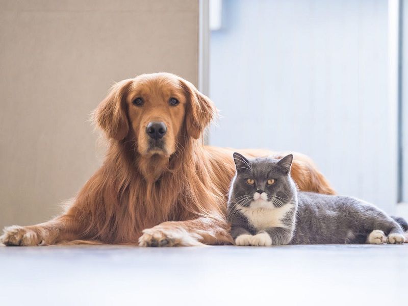 The Best Dog and Cat Breed for Your Family
