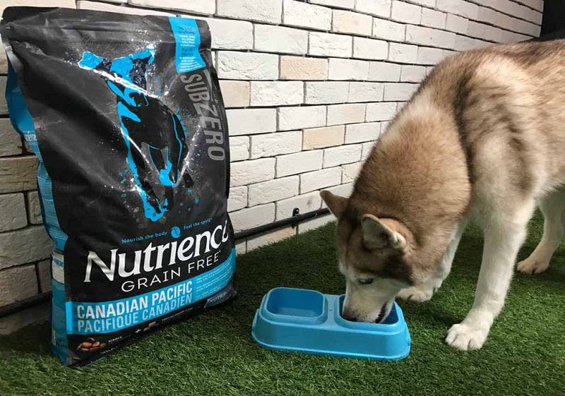 Best dog food for Alaskan Malamute. Alaskan Malamute diet