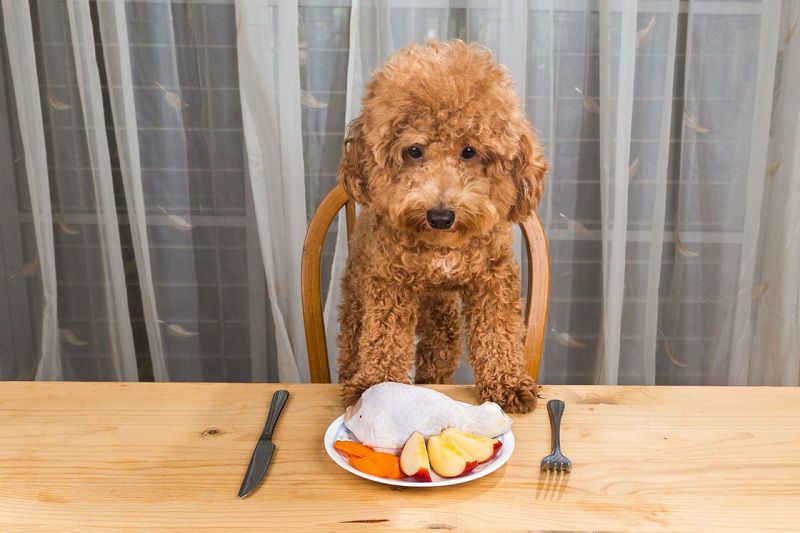 Best dog food for Poodles. Poodle diet. How to feed Poodle? 