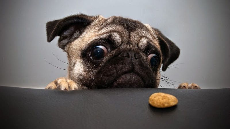 Best dog food for Pug. Pug diet. How should we feed Pug puppies?