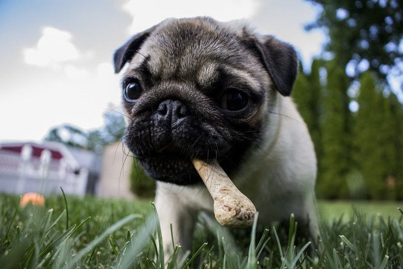Best dog food for Pug. Pug diet. How should we feed Pug puppies?