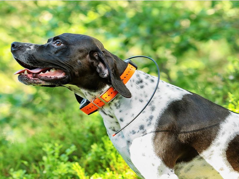 Best GPS Tracking Collars for Hunting Dogs Reviews