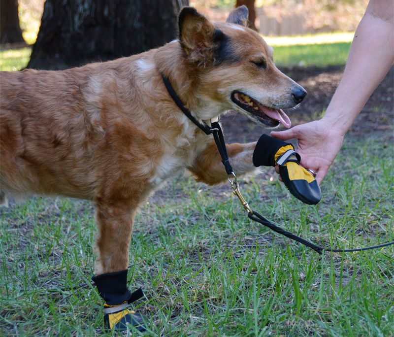 Best Waterproof Dog Boots that Actually Stay On Reviews