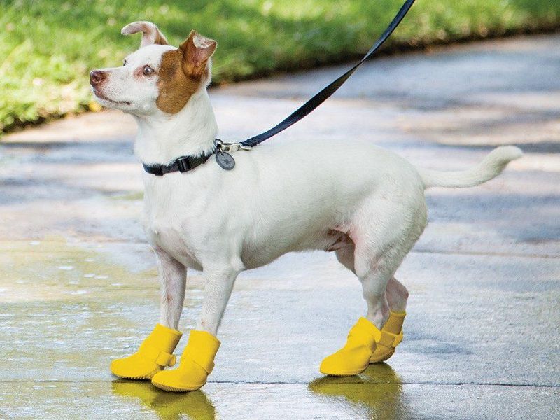 Best Waterproof Dog Boots that Actually Stay On Reviews