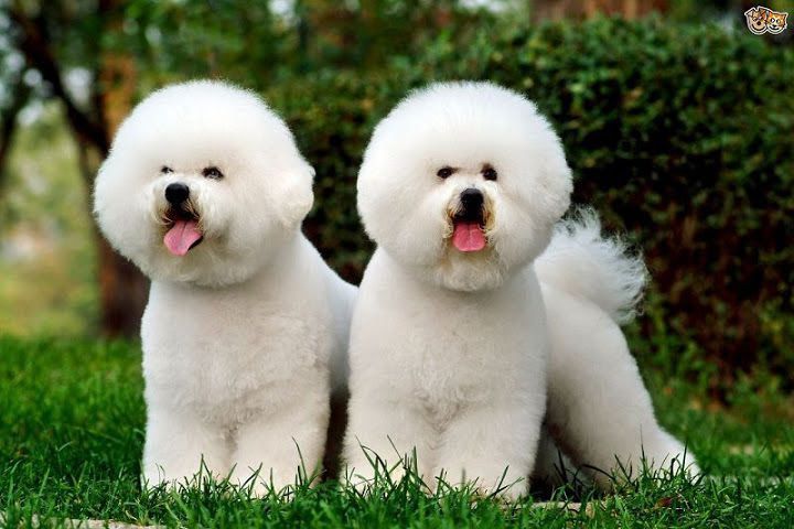 Bichon Frise puppies price range. Bichon Frise puppies for sale cost?