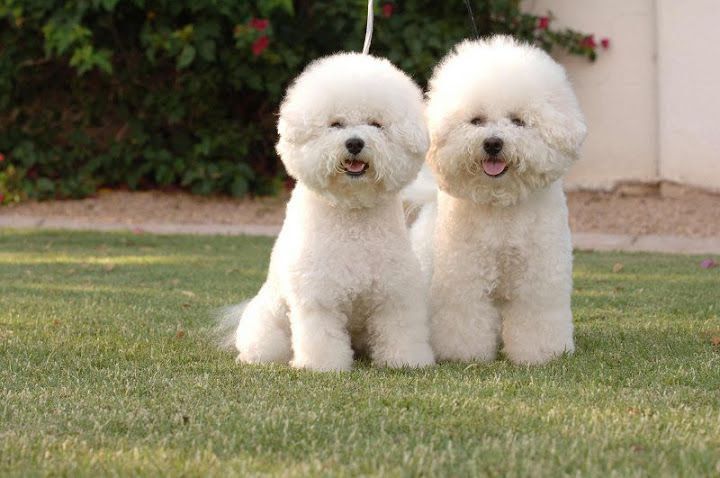 Bichon Frise puppies price range. Bichon Frise puppies for sale cost?