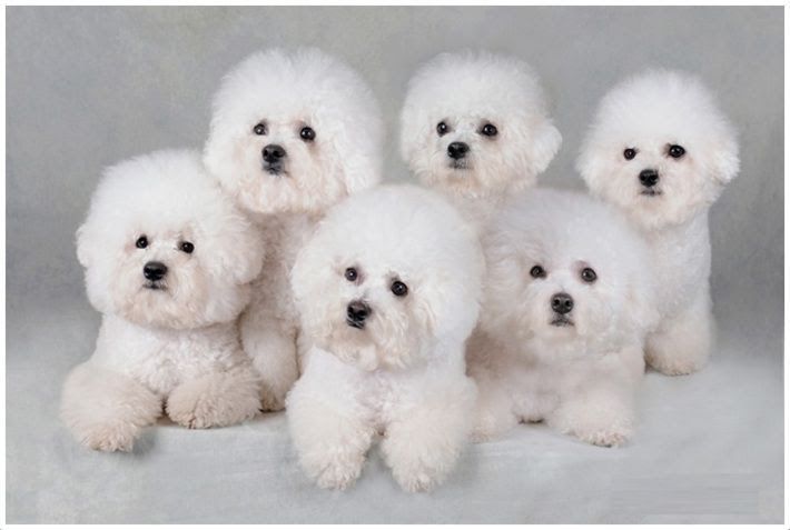 Bichon Frise puppies price range. Bichon Frise puppies for sale cost?