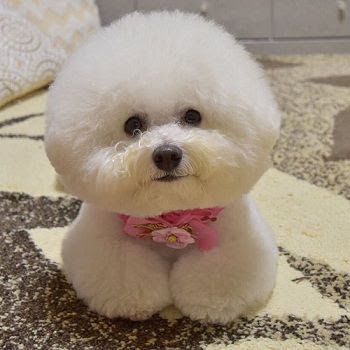 Bichon Frise puppies price range. Bichon Frise puppies for sale cost?