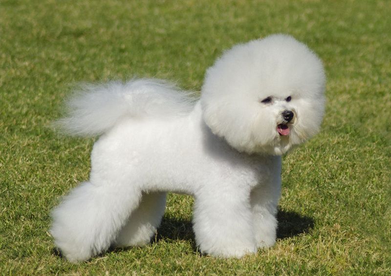 Bichon Frise puppies price range. How much do Bichon Frise cost?