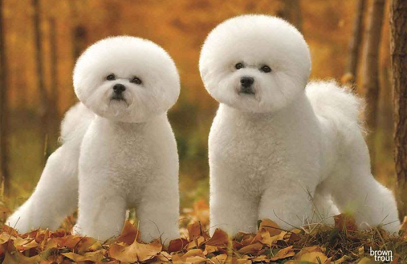 Bichon Frise puppies price range. Bichon Frise puppies for sale cost?