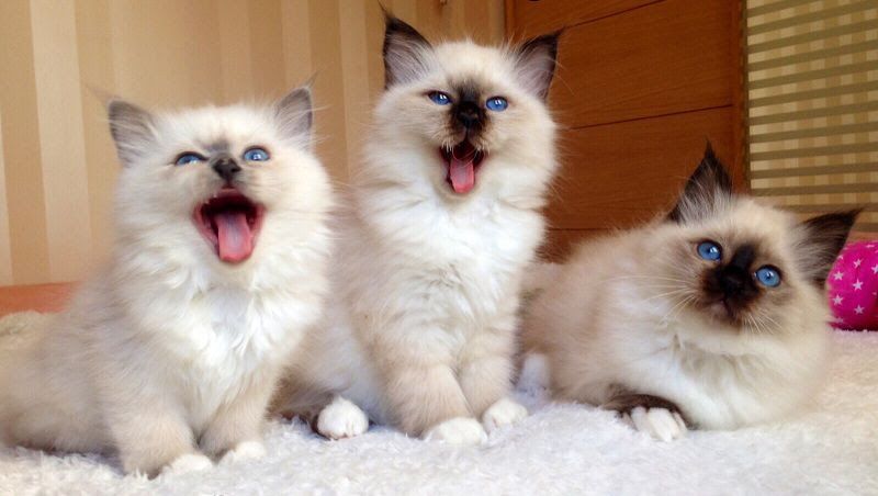 Birman cat price range. Birman kittens for sale cost. Best Birman breeders