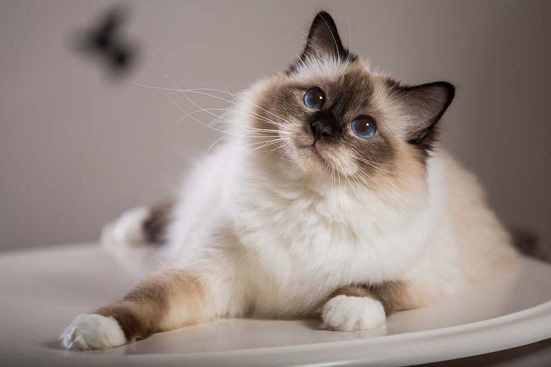 Birman cat price range. Birman kittens for sale cost. Best Birman breeders