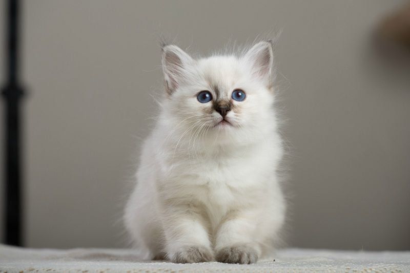 Birman cat price range. Birman kittens for sale cost. Best Birman breeders