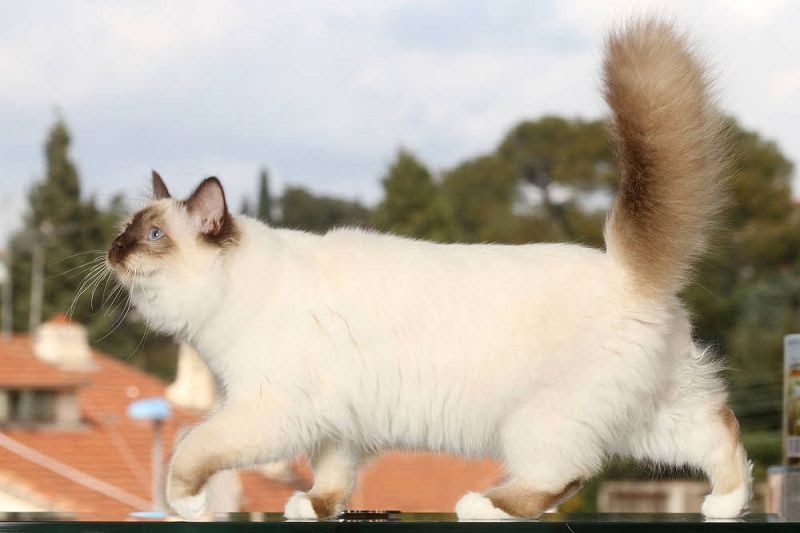 Birman cat price range. Birman kittens for sale cost. Best Birman breeders