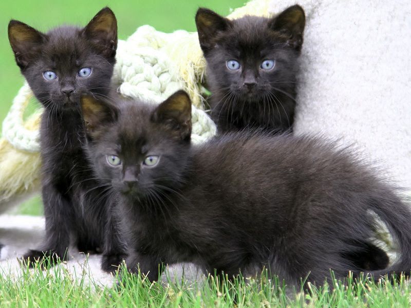 Bombay cat price range. Bombay cost? Where to buy Bombay kittens?