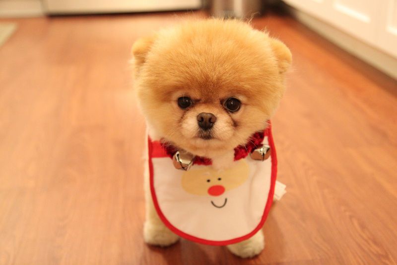 Boo dog price. Pomeranian boo price. How much does a Boo dog cost?