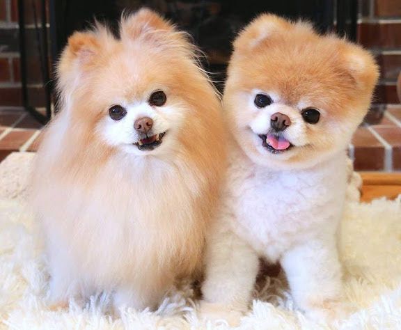 Boo dog price. Pomeranian boo price. How much does a Boo dog cost?