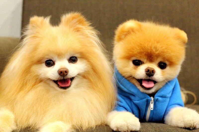 Boo dog price. Pomeranian boo price. How much does a Boo dog cost?