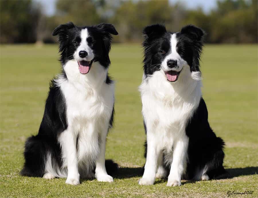 Border Collie Price & Cost: How Much Does It Cost To Own A Border Collie?