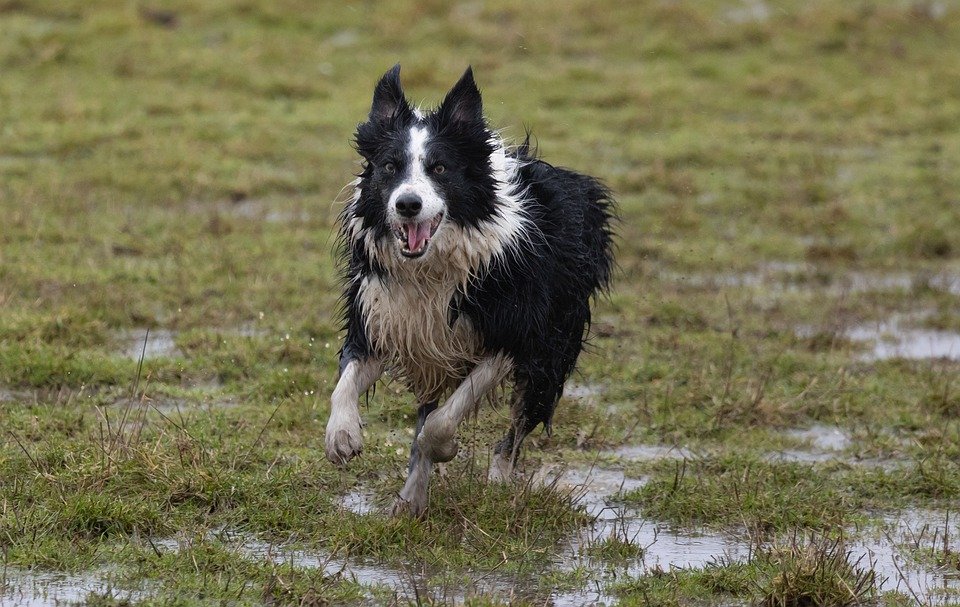 Border Collie Price & Cost: How Much Does It Cost To Own A Border Collie?