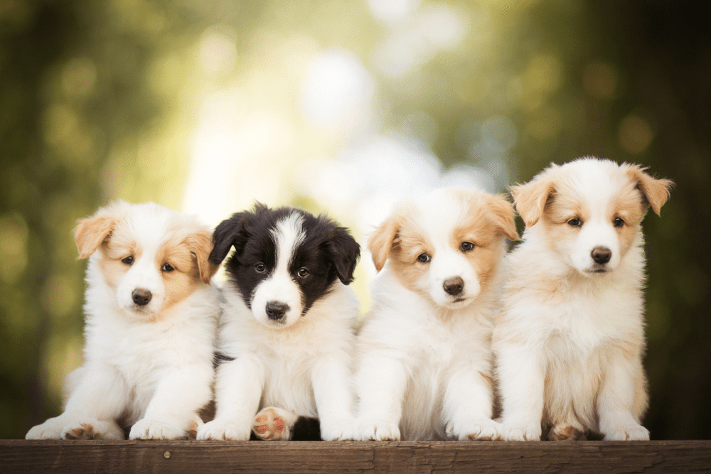 Border Collie Price & Cost: How Much Does It Cost To Own A Border Collie?