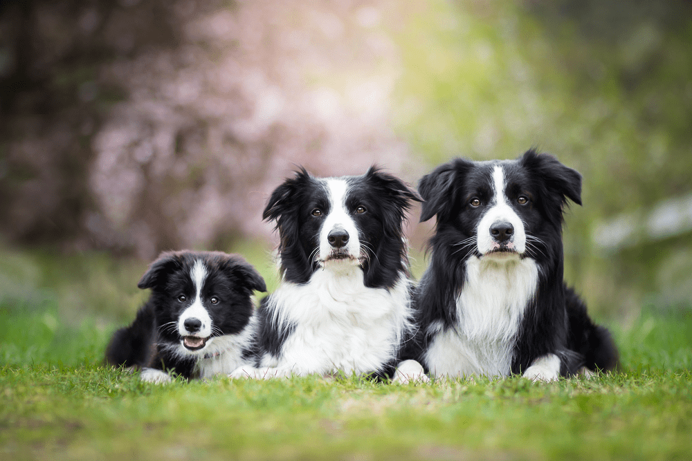 Border Collie Price & Cost: How Much Does It Cost To Own A Border Collie?