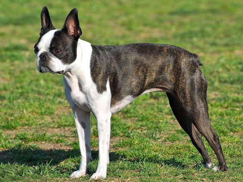 Boston Terrier price range. How much does a Boston Terrier cost?