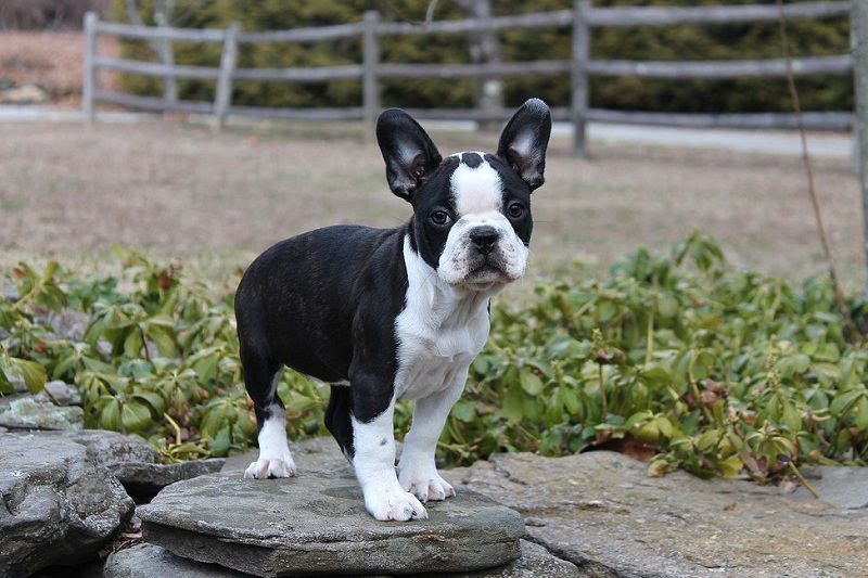 Boston Terrier price range. How much does a Boston Terrier cost?