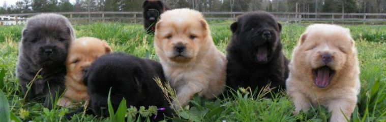 Bowens Chow Pals - Chow Chow Breeder in Loganville, Georgia