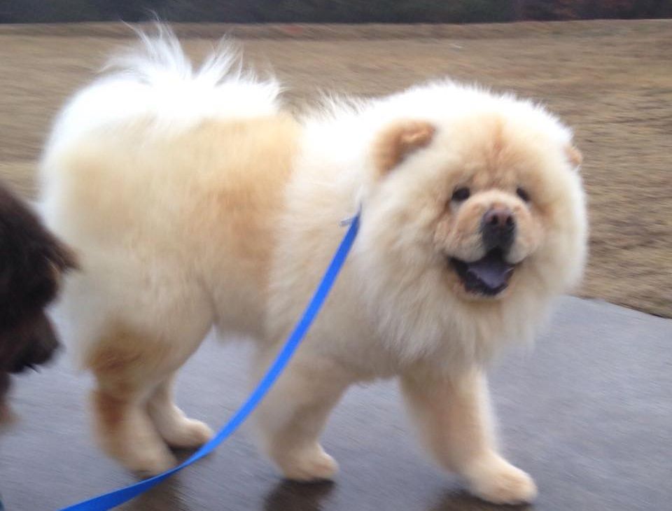 Bowens Chow Pals - Chow Chow Breeder in Loganville, Georgia