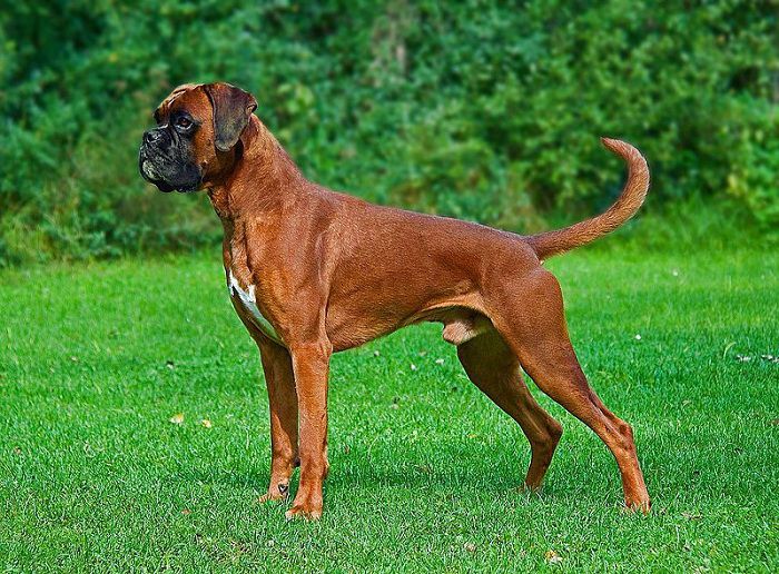 Boxer dog price range. Boxer puppy cost. How much are boxer puppies?