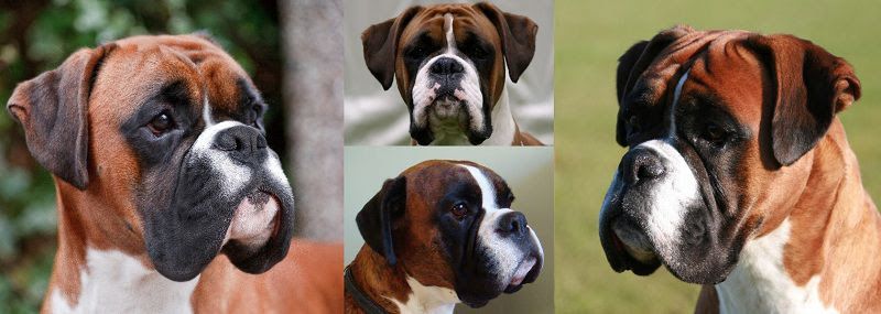 Boxer dog price range. Boxer puppy cost. How much are boxer puppies?